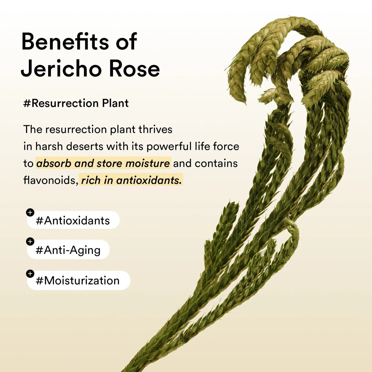 Abib - Collagen Eye Patch Jericho Rose Jelly